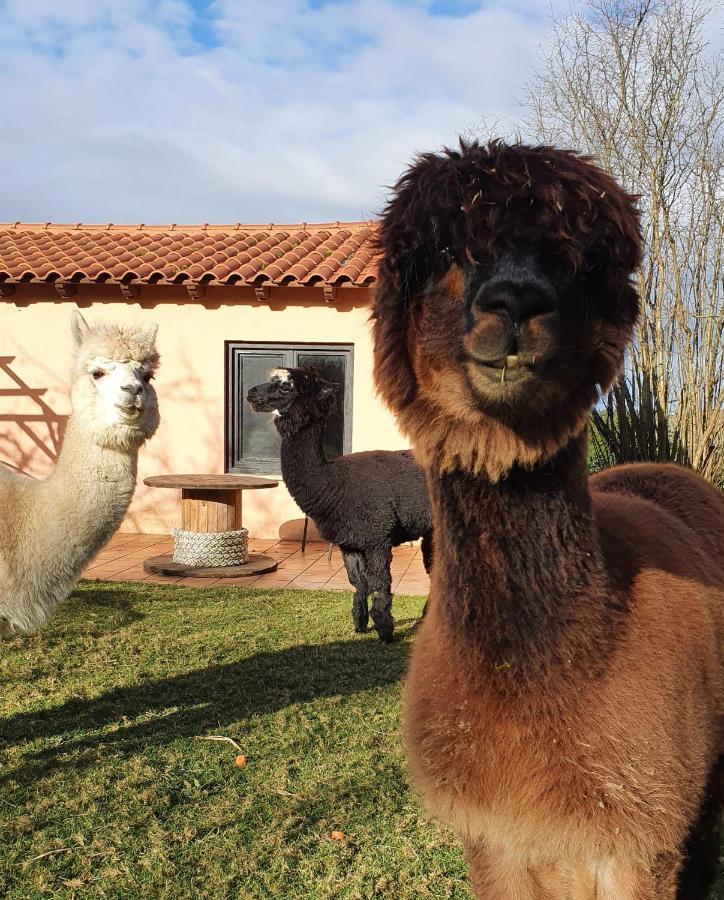 Hotel 3 Alpacas La Campa Exterior photo
